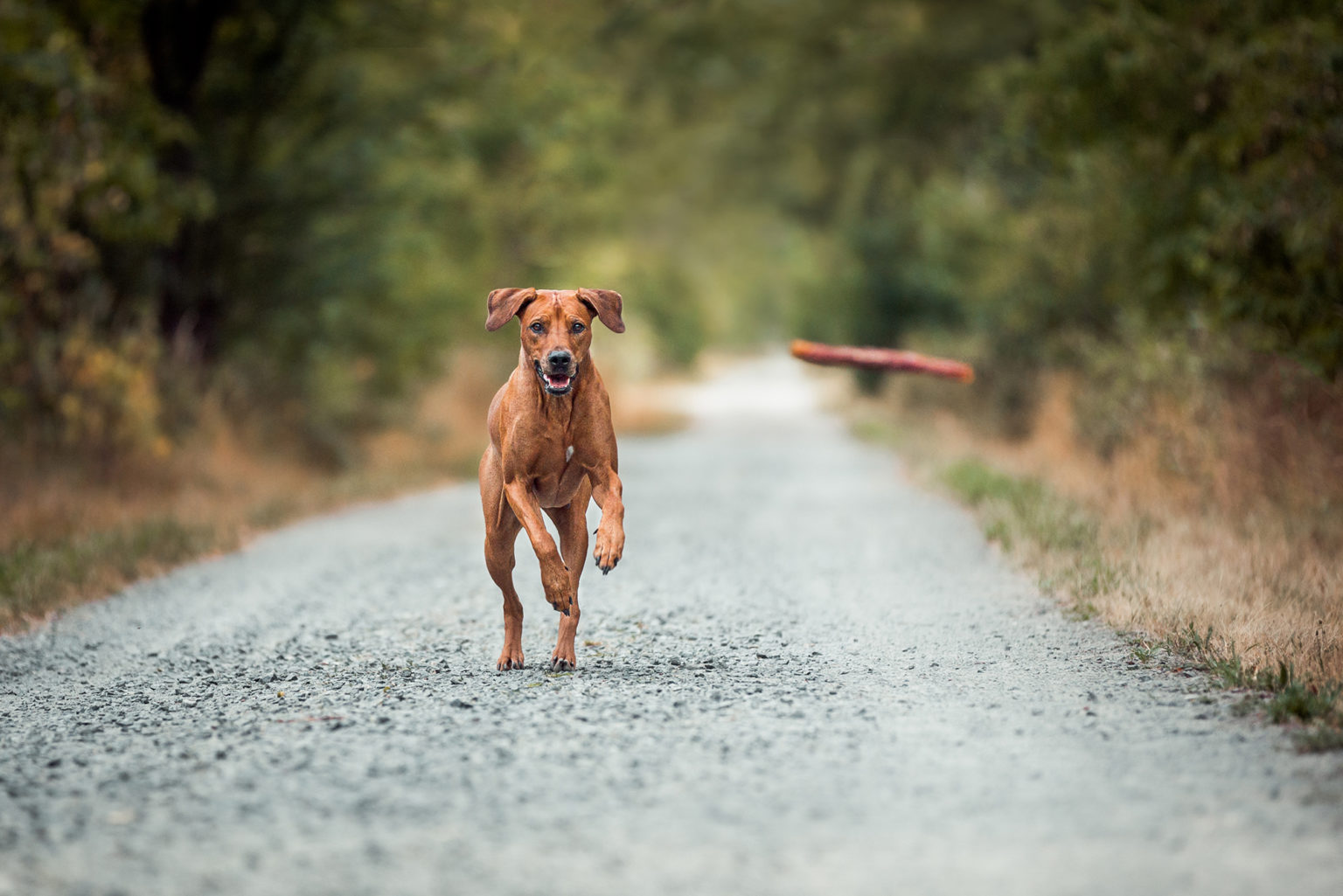 Ridgeback Action • Hunde Fotoshooting in Darmstadt Nina Herr