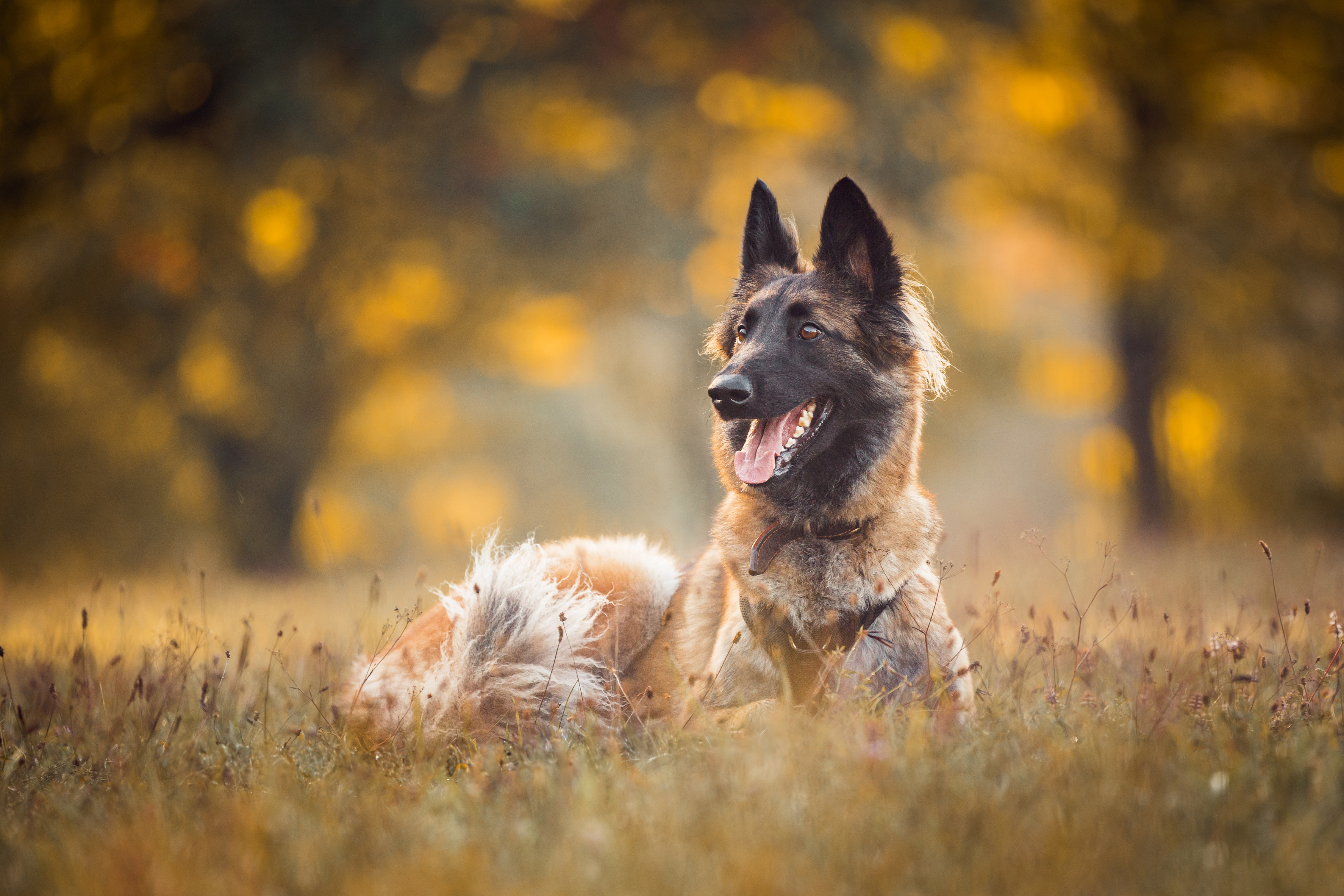 NinaHerrFotografie-Fotoshooting-Friedi-Herbst-009