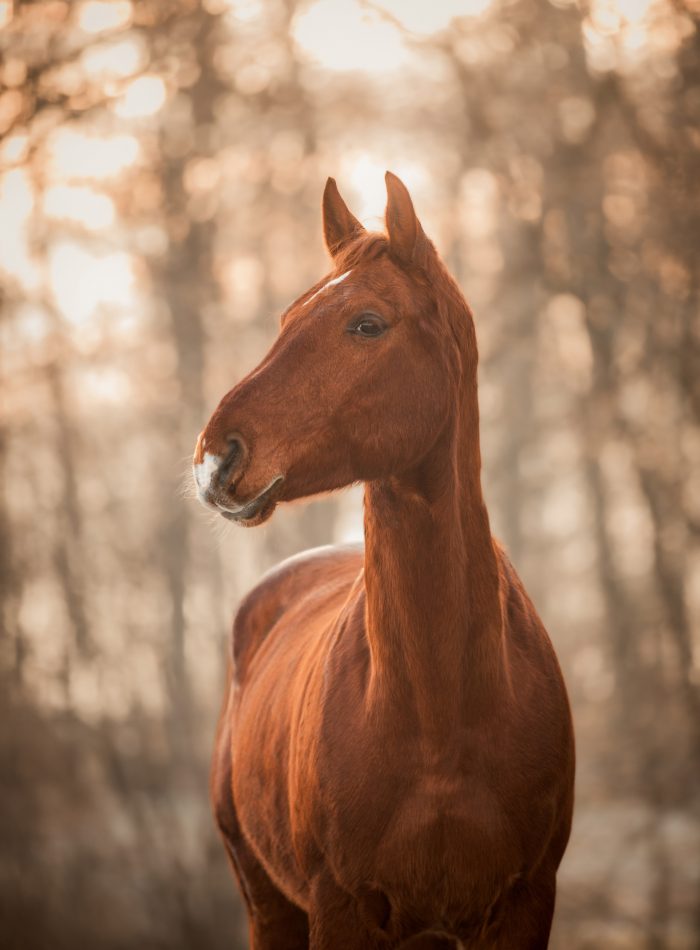 NinaHerrFotografie-Fotoshooting-Zymba-005