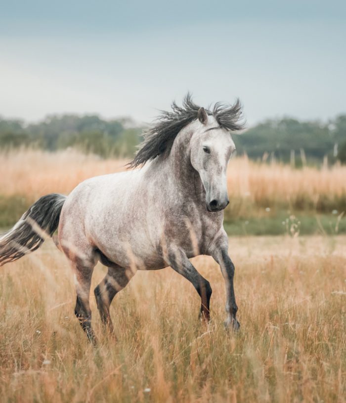 NinaHerrFotografie_Luna030_klein